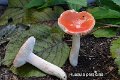 Russula persicina-amf1619-1